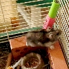Raoul