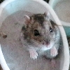 Raoul