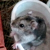 Raoul