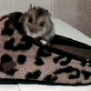 Raoul dans ma pantoufle