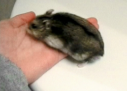 Raoul