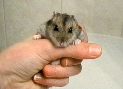Raoul